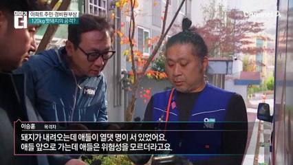 120kg 멧돼지의 공격…아파트 주민·경비원 부상