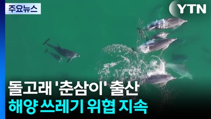 방류 돌고래 '춘삼이'  세 번째 출산...해양 쓰레기 위협 지속 / YTN