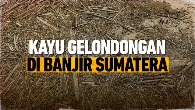 Misteri Ratusan Kubik Kayu Gelondongan di Banjir Sumatera
