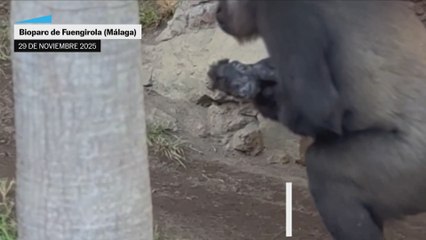 Nace una cría de gorila en el Bioparc de Fuengirola