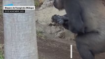 Nace una cría de gorila en el Bioparc de Fuengirola