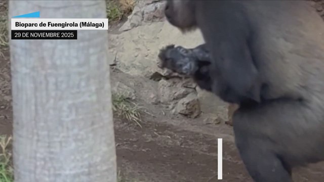 Nace una cría de gorila en el Bioparc de Fuengirola