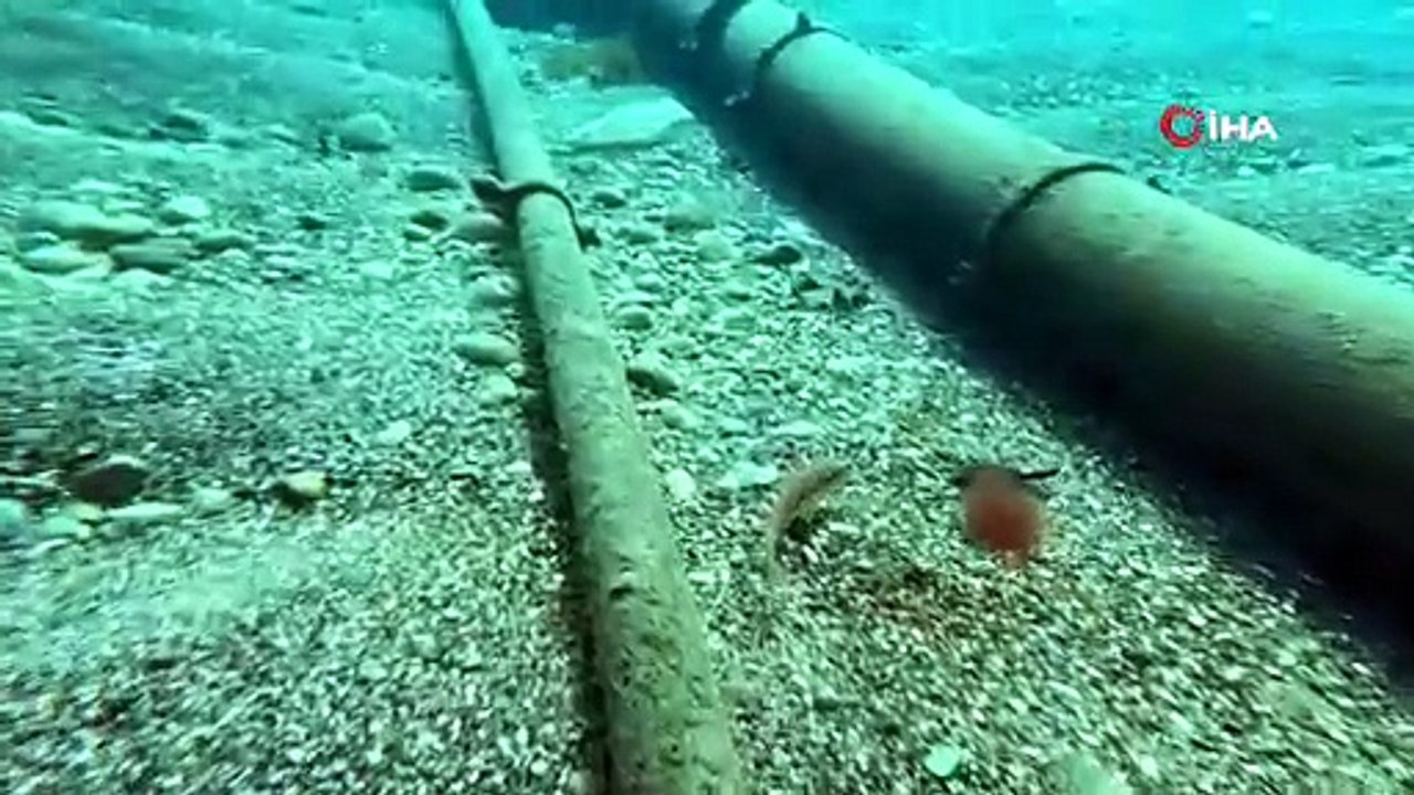 Akdeniz’de balıkların rekabeti: Kızıldeniz’den gelen balık türleri, yerli balıkları baskıladı