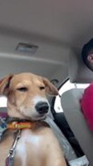 Dog Dozes off on Car Journey