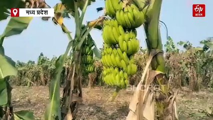 बड़वानी में फसलों को तबाह कर रहे किसान, सड़क पर फेंक मवेशियां खा रहे केला