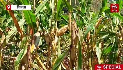 इन किसानों को मिलेंगे नेचुरल तकनीक से तैयार बीज, ऐसा करने वाला हिमाचल बनेगा देश का पहला राज्य