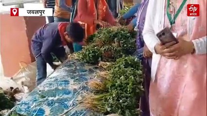 फूड सेफ्टी टीम ने लिए पालक, मेथी और गोभी के सैंपल, नाले के पानी का जहर कितना खतरनाक