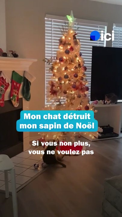 Mon chat détruit le sapin de Noël - les conseils du véto