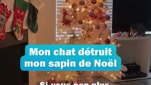 Mon chat détruit le sapin de Noël - les conseils du véto