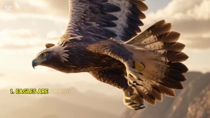 Facts about eagle #animalfacts