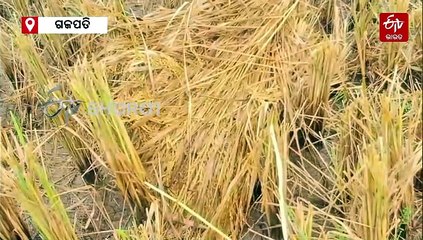 ଗଜପତିରେ ସାମୁଦ୍ରିକ ଝଡ 'ଦ୍ୱିତା'ର ପ୍ରଭାବ; ବର୍ଷା ଧୋଇନେଲା ଅମଳ ଧାନ