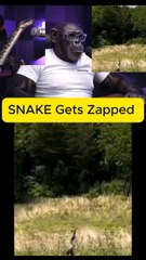 chimp & snake podcast.follow.fo more