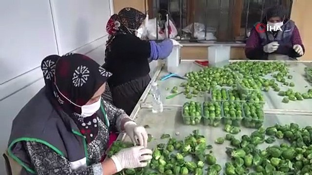 Fiyatı tarlada 10 TL'ye düşen şifa deposu brokoli pazarda 70 TL!