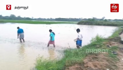 நீரில் மூழ்கிய 250 ஏக்கர் நெற்பயிர்கள்