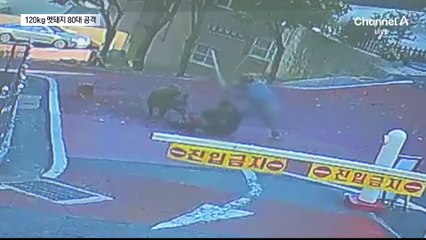 아파트단지로 내려온 120kg 멧돼지…80대 여성 중상