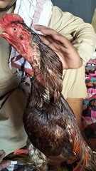 Aseel murgha after win fight