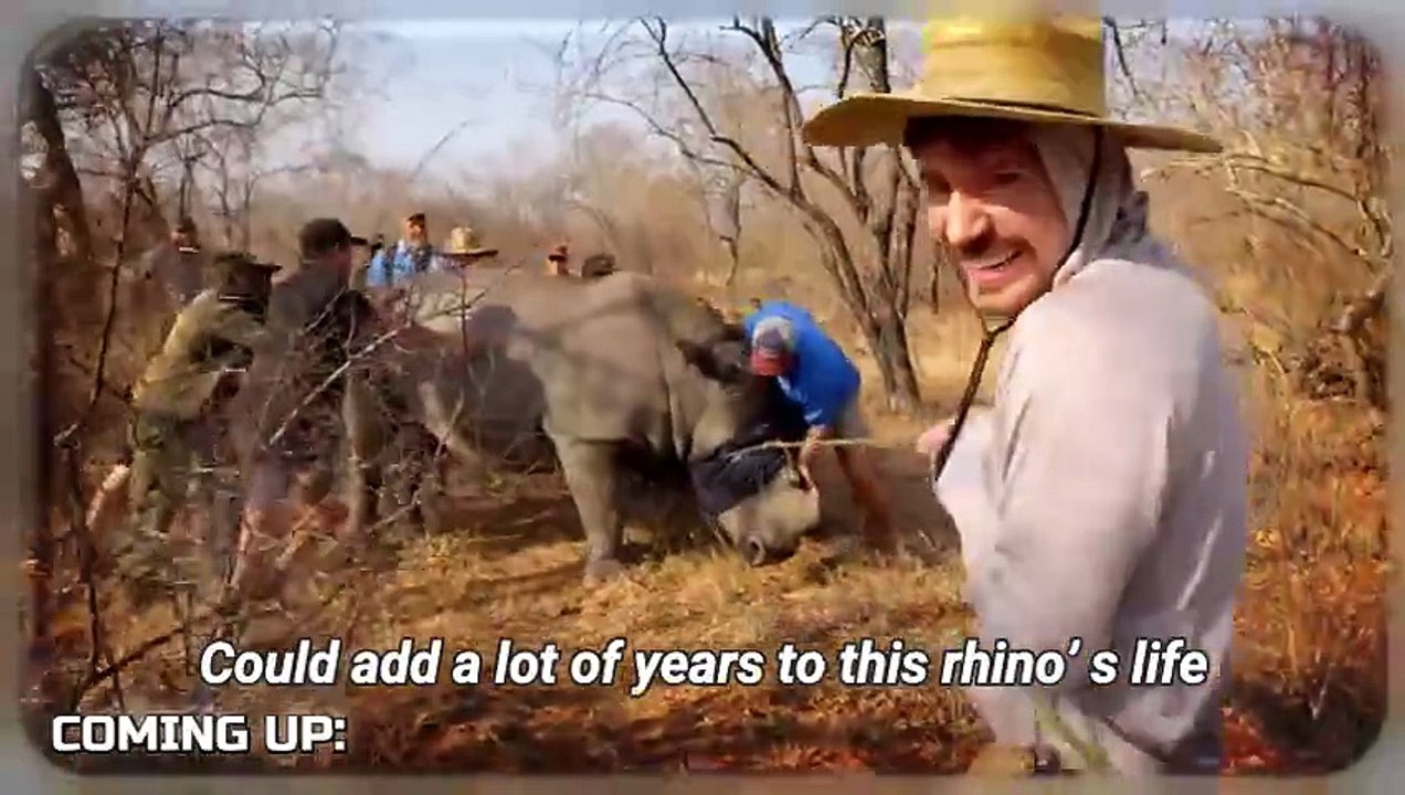 “Lion Nearly Dies from Tooth Infection — Heroic Emergency Surgery Saves His Life!”