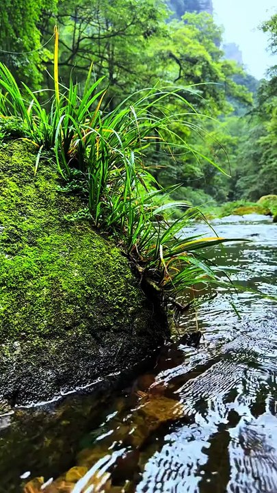 Nature sound