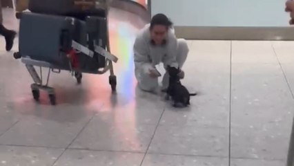 Dog rushes toward his mom at airport after she returns from her trip to US