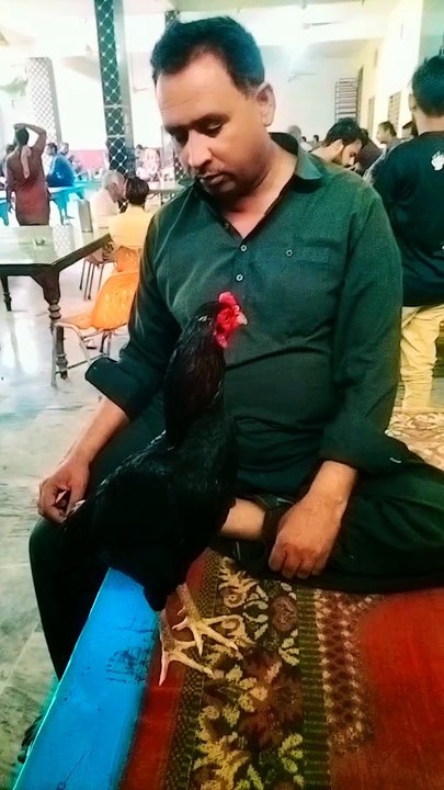 Fighter Aseel patha 12 month@ friends