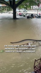 Thaïlande : en pleine rue inondée, un serpent géant surgit et sème la panique