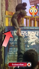 बंदर ने हाथ से मुफली खाया बड़े आराम से // The monkey ate the peanuts from its hand very comfortably