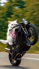 🤣 cate fanney enjoy short video 🙋