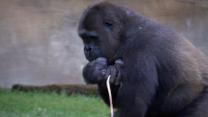 Nace una cría de gorila de llanura a plena luz del día y ante los visitantes en Bioparc Fuengirola