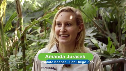 Watch This Orangutan Begin Her Journey on Her Own for the First Time
