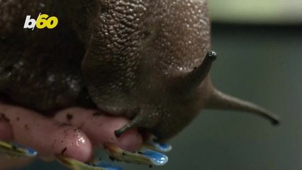 This Unusual Snail Hobby Has Exploded Into a Full-On Business Success