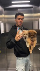 Vous aimez bien mes dogs ?