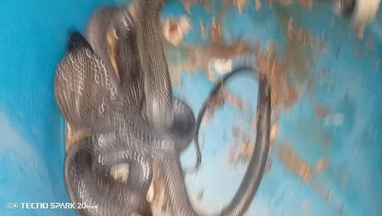 Snack and Rat in the basket playing together