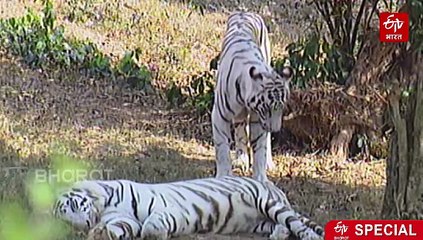 देहरादून जू की शान बढ़ाएगा व्हाइट टाइगर, ओडिशा से एक्सचेंज फाइनल, उत्तराखंड से जाएंगे रेड पांडा