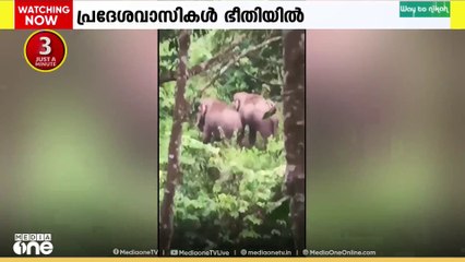 കൊല്ലം പുനലൂരിൽ ജനവാസമേഖലയിൽ കാട്ടാനക്കൂട്ടം എത്തിയതോടെ ഭീതിയിൽ പ്രദേശവാസികൾ