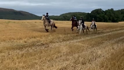 Horse riding fail: Horse starts bucking wildly and throws rider off