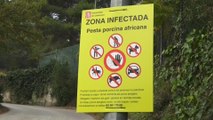 Lo que se sabe del brote de peste porcina en España