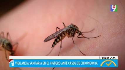 Vigilancia sanitaria en el Higüero ante casos de Chikunguya| El Despertador