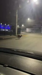 Onça-parda atravessa rodovia e surpreende em pleno centro de cidade em SC