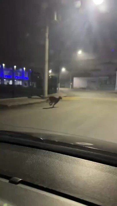Onça-parda atravessa rodovia e surpreende em pleno centro de cidade em SC