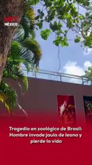 Un hombre escaló más de 6 metros para entrar a la jaula de una leona en un zoológico de Brasil 🦁😱. El animal lo atac0 en segundos, provocando su mu3rte. Una trag3dia que ha generado impacto mundial.