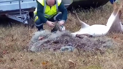 Impigliato nelle reti a Lido Volano, daino salvato da due operatori ecologici
