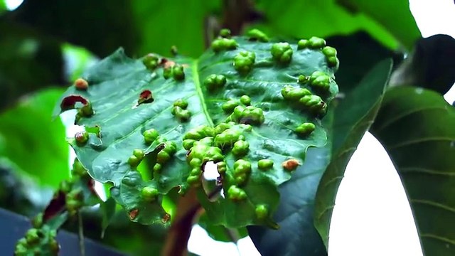 Creater very interesting video #outdoor adventure #challenge x #tent life #survival #vlog #survival vlog x #must watch #trying something new x