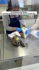 I rescued a tiny leopard out of the snow #shorts