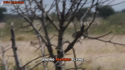 Ostrich Outsprints Cheetah in Wildest Footrace Ever Caught on Camera