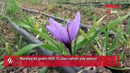 Emekli oldu, deneme amacıyla ekti tüm hayatı değişti! ‘Gramı 600, kilosu 2.500 TL’