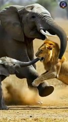 The Lion’s Biggest Mistake‼️ Attacks Baby Elephant