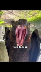 5 weird animal facts that'll leave you amazed #facts #animals #shorts #amazingfacts #viral