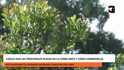 Cuáles son las principales plagas de la yerba mate y cómo combatirlas