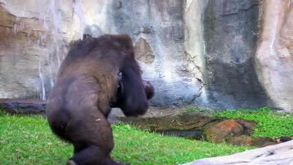 Nace en Fuengirola una cría de gorila de llanura occidental