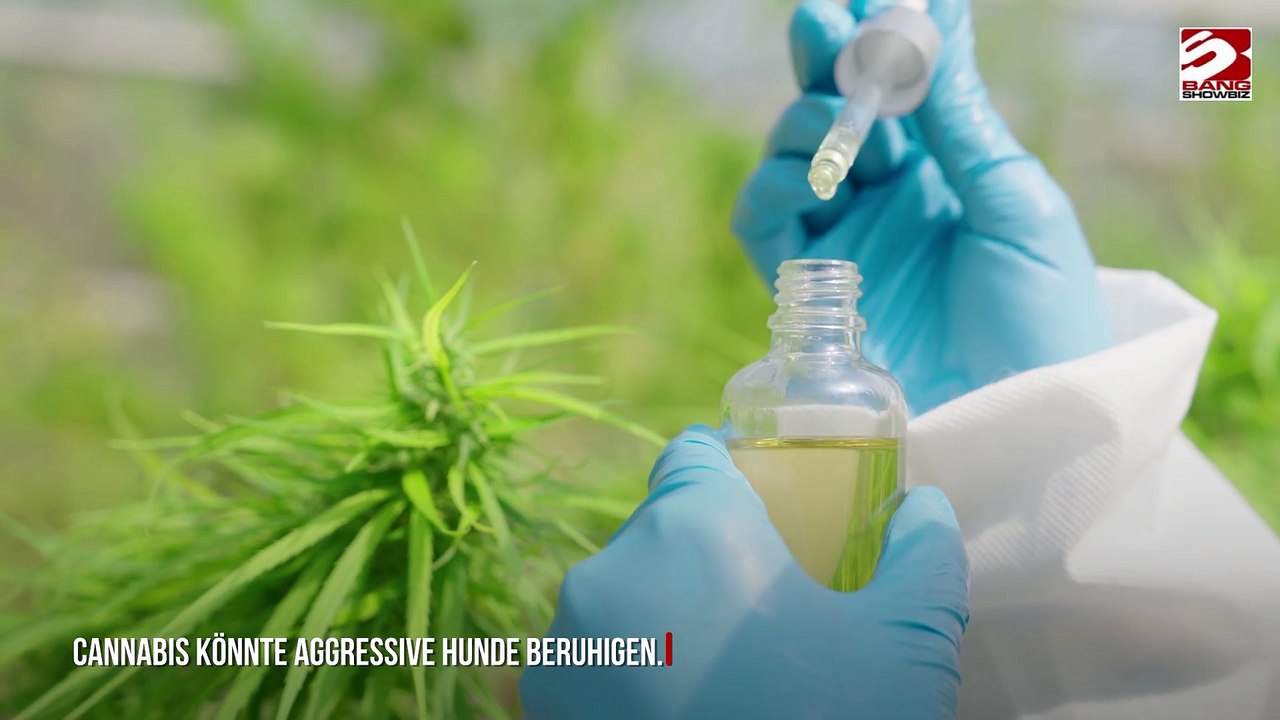 Cannabis beruhigt aggressive Hunde